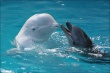 "Животная жизнь": киты и дельфины